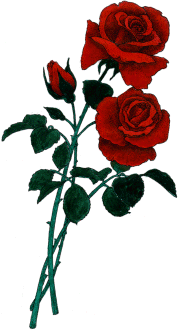 clipart-3roses.gif
